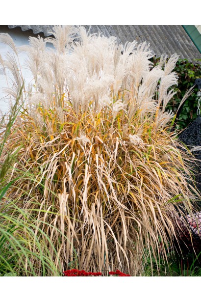 Miscanthus sinensis Ballerina у цвітінні